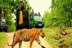 Nearly 90000 Tourists Visited Pench National Park in MP in 2018-19