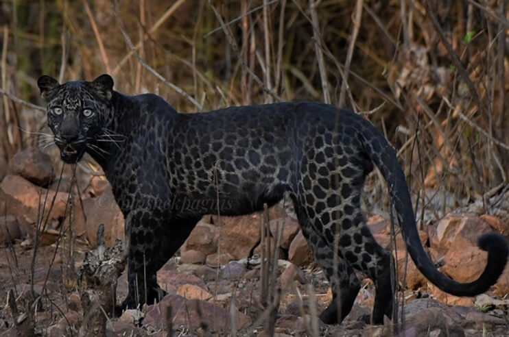 Black Panther Spotted in Tadoba National Park in Maharashtra