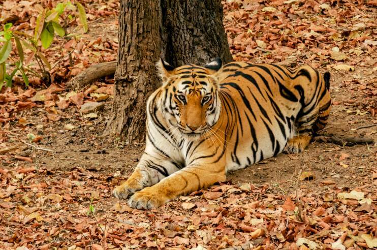 Bandhavgarh National Park Tiger Madhya Pradesh