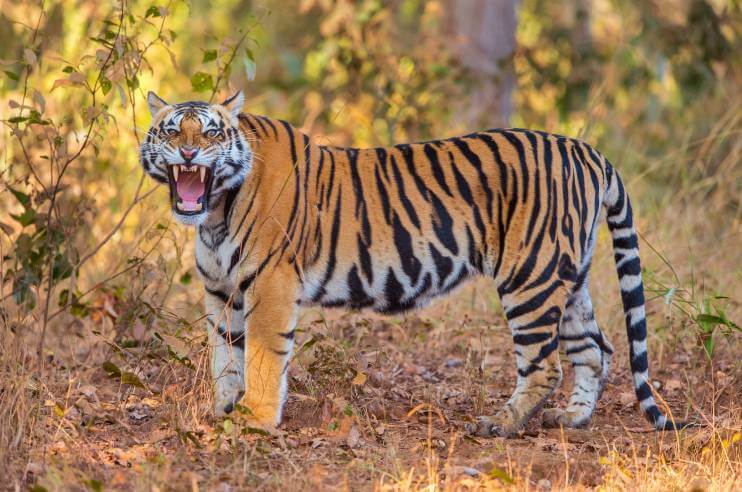 Kanha National Park Tiger Madhya Pradesh