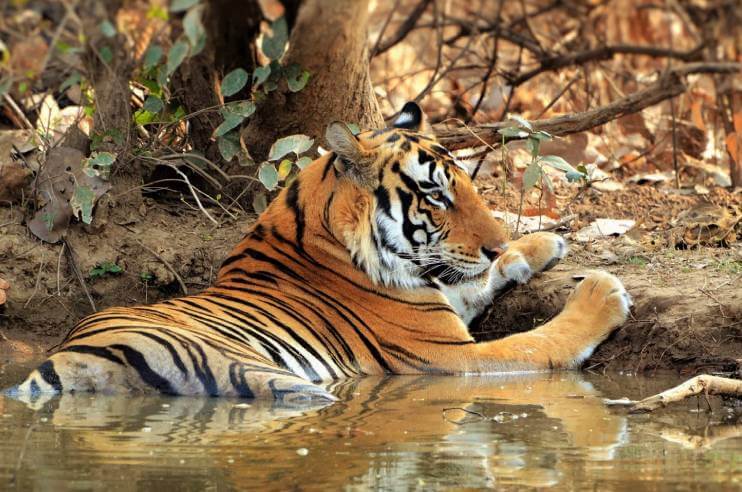 Panna National Park Tiger Madhya Pradesh