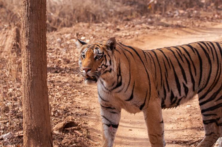 Pench National Park Tiger Madhya Pradesh