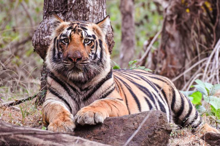 Satpura National Park Tiger Madhya Pradesh