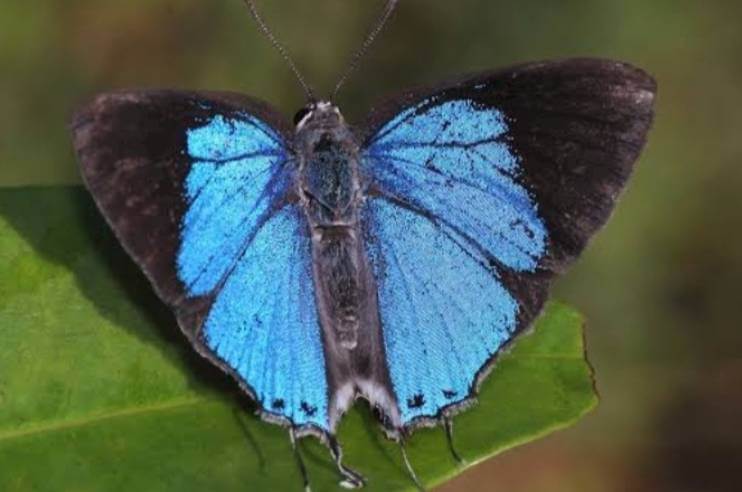Peacock Royal Butterfly Spotted at Pench Tiger Reserve of Maharashtra