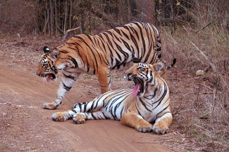 Pench Tiger Reserve Maharashtra Monsoon Safari