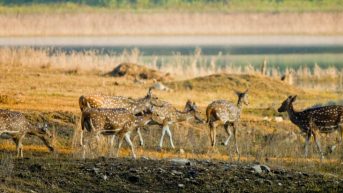 pench national park safari charges