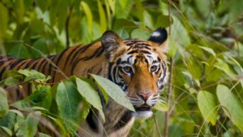 pench tiger reserve tour package